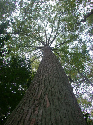Taxodium distichum baldcypress.jpg