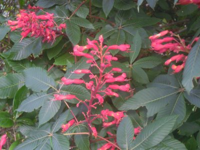 Aesculus pavia red buckeye.JPG