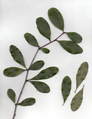 Sideroxylon lanuginosum chittimwood.JPG