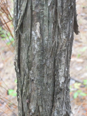 Cephalanthus occidentalis buttonbush bark.JPG