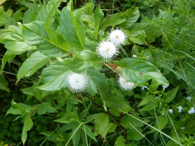 Cephalanthus occidentalis buttonbush.JPG