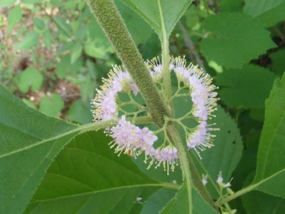 Callicarpa american Fren mulberry American beauty berry 2.JPG