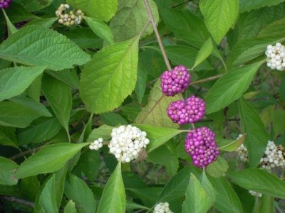 Callicarpa american Fren mulberry American beauty berry 3.JPG