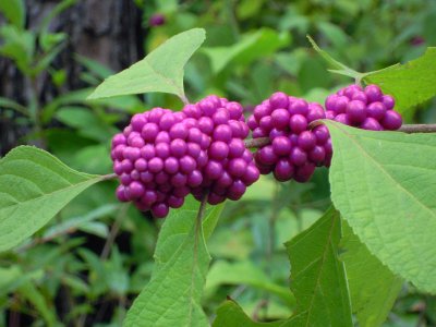 Callicarpa american Fren mulberry American beauty berry.JPG