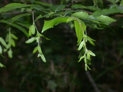 Carpinus caroliniana ironnwood 2.jpg