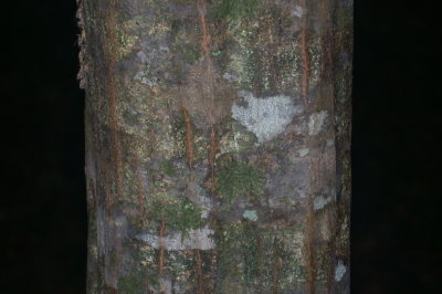 Carpinus caroliniana ironnwood bark.jpg