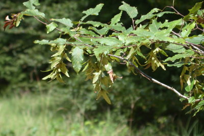Carpinus caroliniana ironnwood.JPG