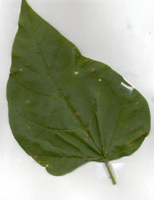 Catalpa bignonioides catalpa 2.JPG