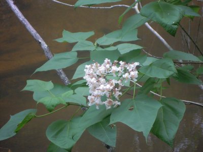 Catalpa bignonioides catalpa.JPG