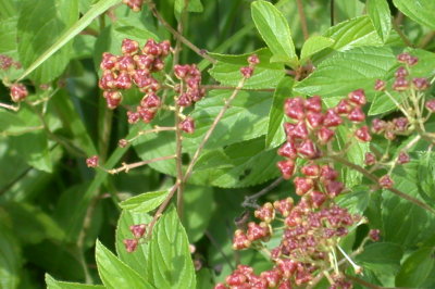 Ceanothus americanus New Jersey Tea 2.jpg