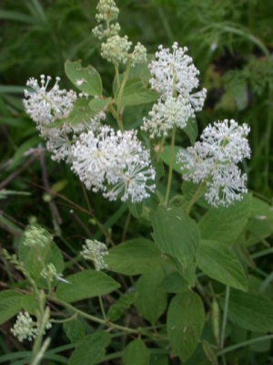 Ceanothus americanus New Jersey Tea.jpg