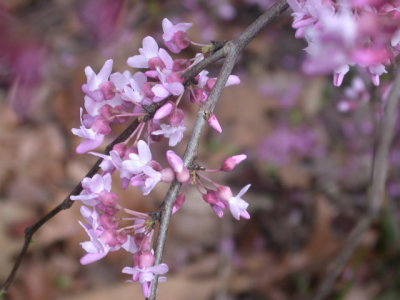 Cercis canadensis redbud.jpg