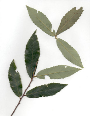 Castanea pumila chinquapin 2.JPG