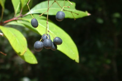 Chionanthus virginicus fringe tree.jpg