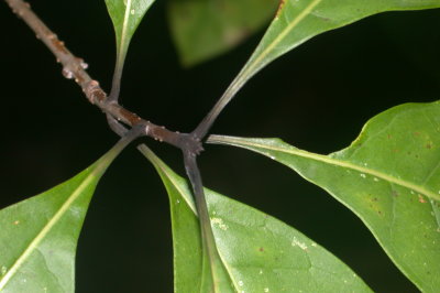 Chionanthus virginicus 2 fringe tree.jpg