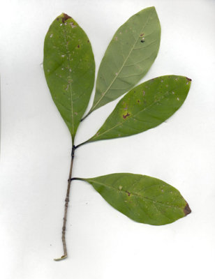 Chionanthus virginicus fringe tree 3.JPG