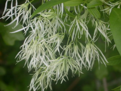 Chionanthus virginicus fringe tree 4.jpg