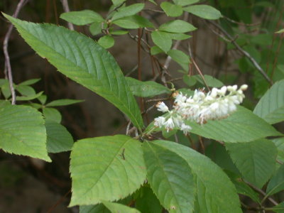 Clethra alnifolia sweet pepperbush.jpg