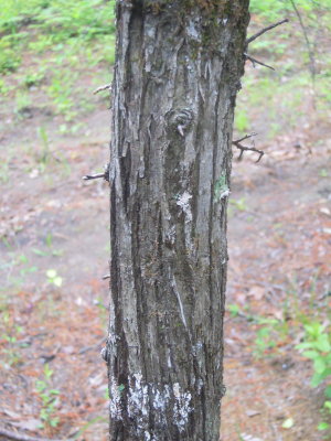 Malus angustifolia crabapple bark.JPG