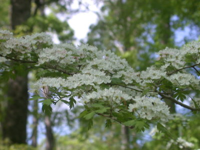 Crataegus marshallii parsley hawthorn.jpg