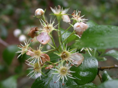 Crataegus opaca mayhaw.jpg