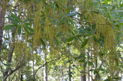 Cyrilla racemifloa white titi 2.JPG