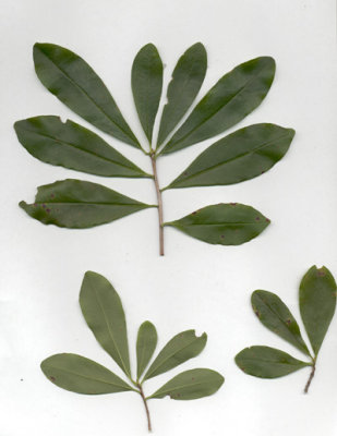 Cyrilla racemiflora white titi 3.JPG