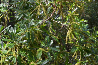 Cyrilla racemiflora white titi.JPG