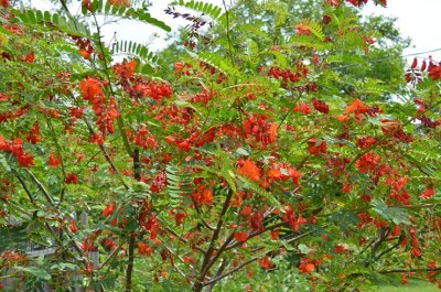 Daubentonia punicea rattlebox.JPG