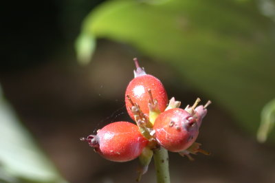 Cornus florida flowering dogwood 2.JPG