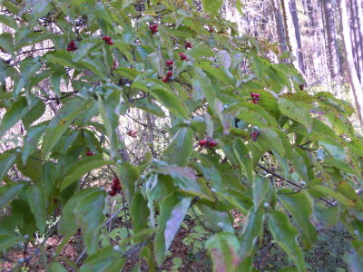 Cornus florida flowering dogwood 3.JPG