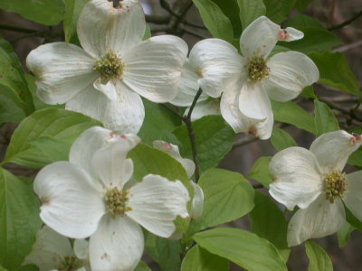 Cornus florida flowering dogwood.jpg