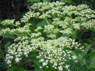 Sambucus canadensis elderberry 2.JPG