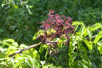 Sambucus canadensis elderberry 3.jpg