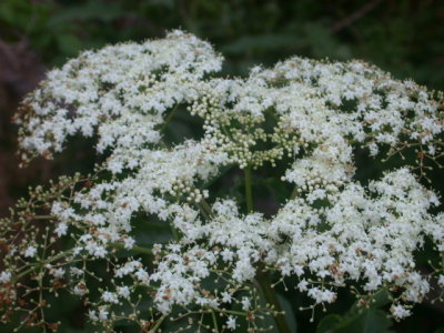 Sambucus canadensis elderberry.jpg