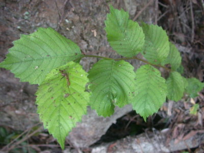 Ulmus american American elm.jpg