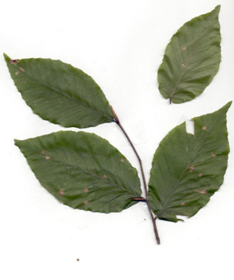 Fagus grandifolia American beech 2.JPG