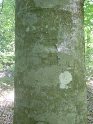 Fagus grandifolia American beech bark.JPG