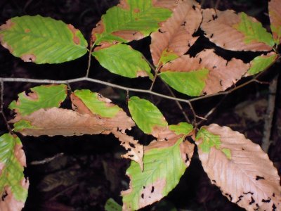 Fagus grandifolia American beech.JPG