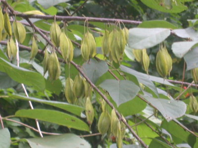 Halesia diptera silverbell 2.jpg