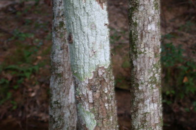 Halesia diptera silverbell bark.jpg