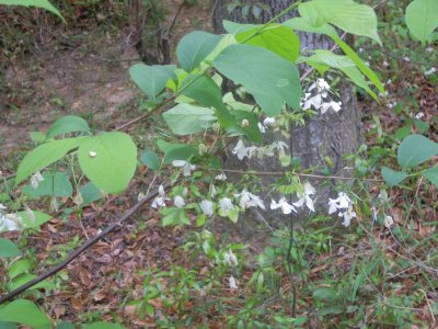 Halesia diptera silverbell.JPG