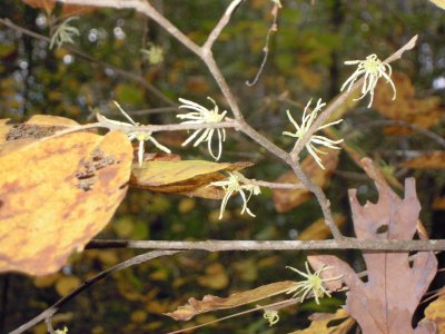 Hamamelis virginiana witchhazel 2.JPG