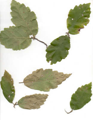 Hamamelis virginiana witchhazel.JPG