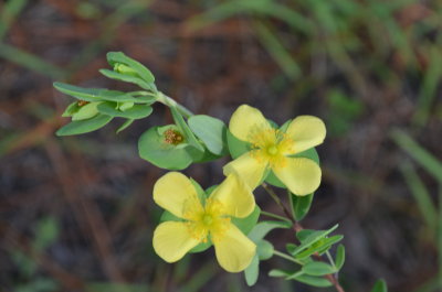 Hypericum crux-andreae aka stans St Peterswort.JPG