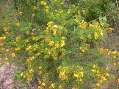 Hypericum fasciculatum peelbark St John's wort.jpg
