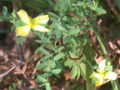 Hypericum hypericoides St Andrew's cross.jpg