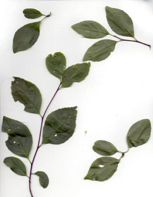 Ilex ambigua Georgia holly 2.JPG