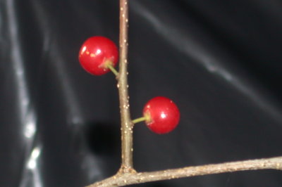 Ilex ambigua Georgia holly.jpg