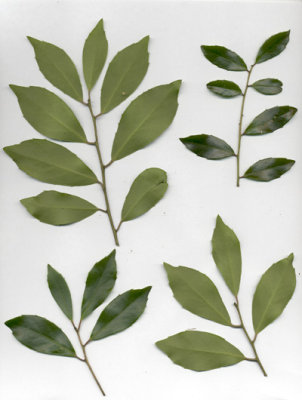 Ilex coriacea large gallberry 2.JPG